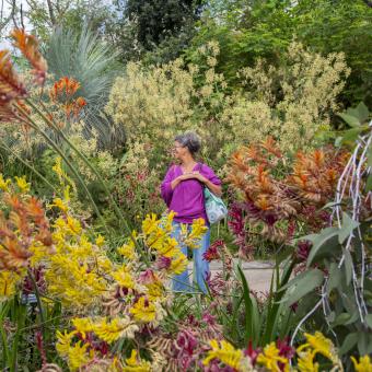 Woman with dark hair, dressed in a bright purple top and blue jeans, stood amongst bright yellow and orange kangaroo paws in the Med Biome, arms crossed looking up